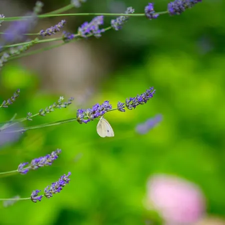 House Rosa Apartmán Mali Lošinj